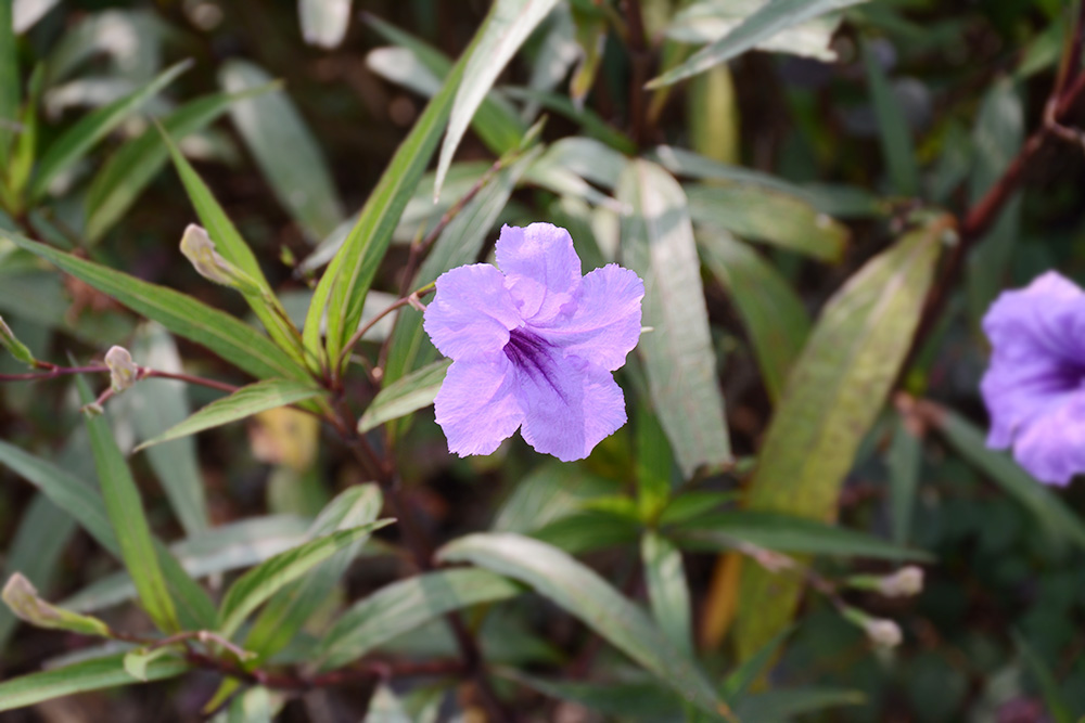 1-1P926135403P5 德赢·(VWIN)官方网站-AC米兰官方相助同伴